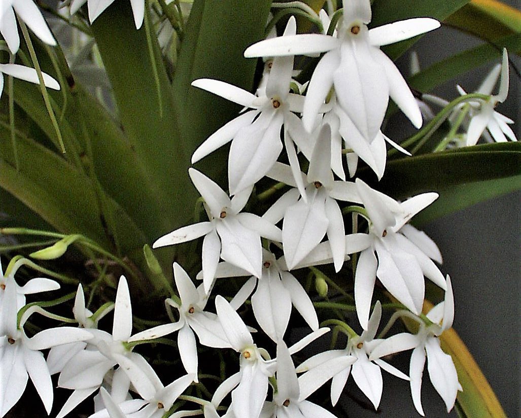Jumellea arachnantha