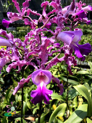 Schombocattleya Schomburgkia thomsoniana x Cattleya Penny Kuroda