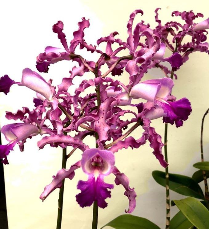 Schombocattleya Schomburgkia thomsoniana x Cattleya Penny Kuroda