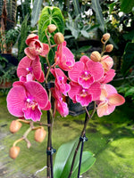 Carica l'immagine nel visualizzatore Galleria, Phalaenopsis Lianher Golden Cheese - Big Lip