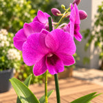 Carica l'immagine nel visualizzatore Galleria, Dendrobium Arcadia Ruby (Dendrobium Phalaenopsis)