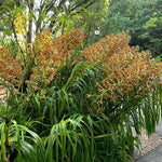 Carica l'immagine nel visualizzatore Galleria, Grammatophyllum speciosum