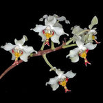 Load image into Gallery viewer, Paraphalaenopsis serpentilingua
