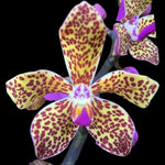 Load image into Gallery viewer, Vandopsis lissochiloides