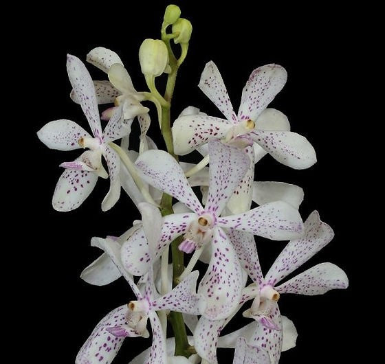 Aranda Jairak White