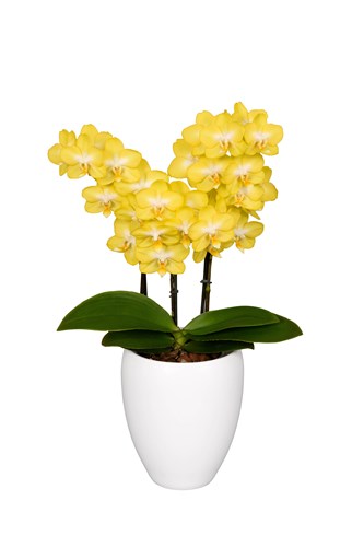 Phalaenopsis Arezzo