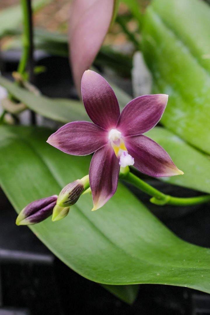 Phalaenopsis speciosa 'Yong Blue'