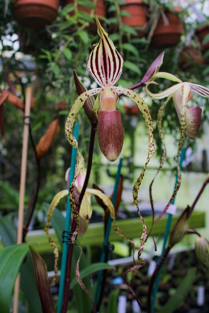 Paphiopedilum Winter Pearl (Magic Lantern xemernii var. huonglanae)