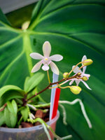 Load image into Gallery viewer, Vanda falcata x Phalaenopsis lindenii