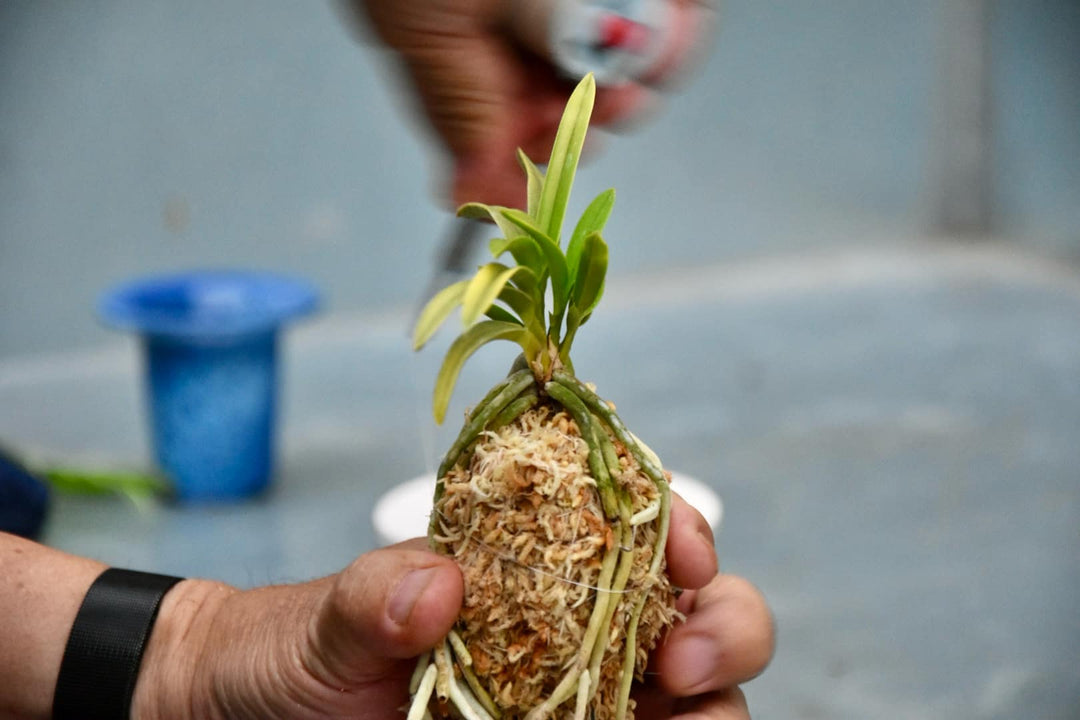 Tendibobina con filo di cotone per Neofinetia