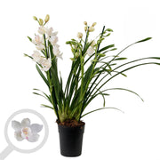 Cymbidium White Flame