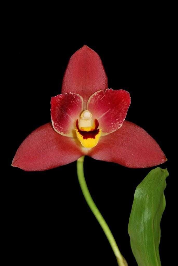 Lycaste Red Jewel