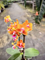Load image into Gallery viewer, Phalaenopsis Soleil