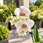 Carica l'immagine nel visualizzatore Galleria, Dendrobium Confetti Surprise (Dendrobium Phalaenopsis)
