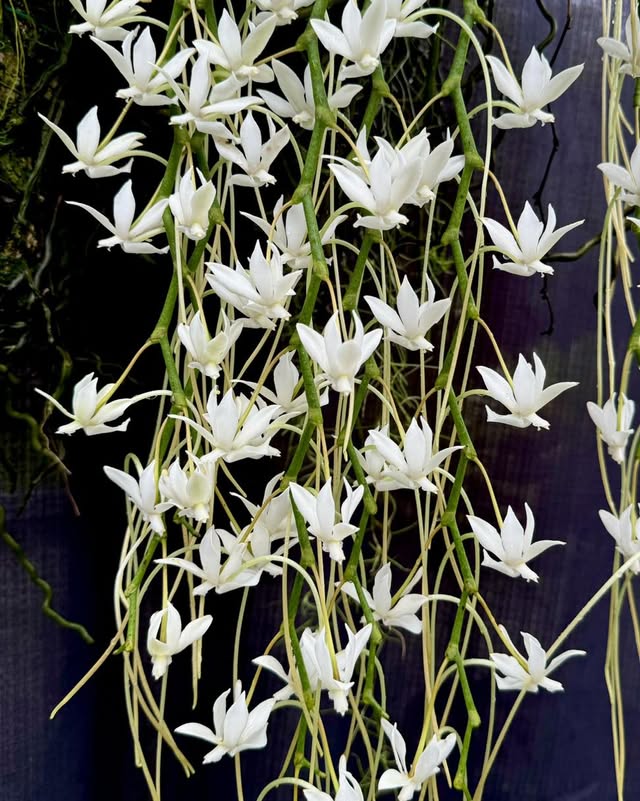 Aerangis verdickii x Aerangis spiculata