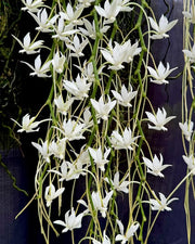 Aerangis verdickii x Aerangis spiculata