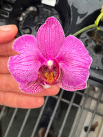 Carica l'immagine nel visualizzatore Galleria, Phalaenopsis Princess Sakura 'Splendid' x Phal. Joy Precious Coral