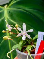 Load image into Gallery viewer, Vanda falcata x Phalaenopsis lindenii