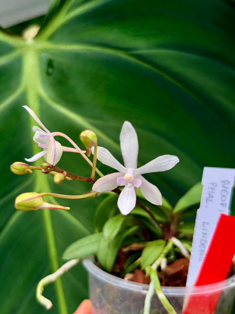 Vanda falcata x Phalaenopsis lindenii