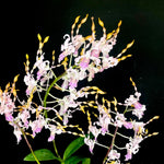 Load image into Gallery viewer, Dendrobium Taiwan Helix (Den. helix × Doctor Uthai)