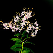 Dendrobium Taiwan Helix (Den. helix × Doctor Uthai)