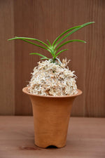 Carica l'immagine nel visualizzatore Galleria, Vaso per Neofinetia smaltato a trombetta