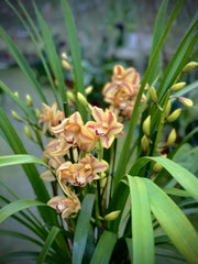 Cymbidium Yellow Flame