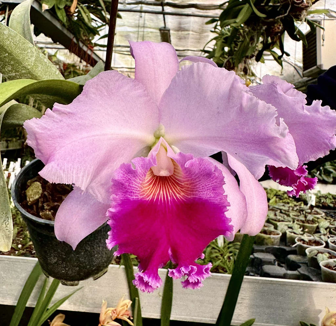 Cattleya Maria Pia (Cattleya Marie-José × Cattleya Menapier)