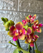 Carica l&#39;immagine nel visualizzatore Galleria, Phalaenopsis Biondora - Peloric 3 lips
