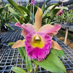 Carica l&#39;immagine nel visualizzatore Galleria, Rhyncholaeliocattleya Thamai Glory (C. Chia Lin x B. digbyana)
