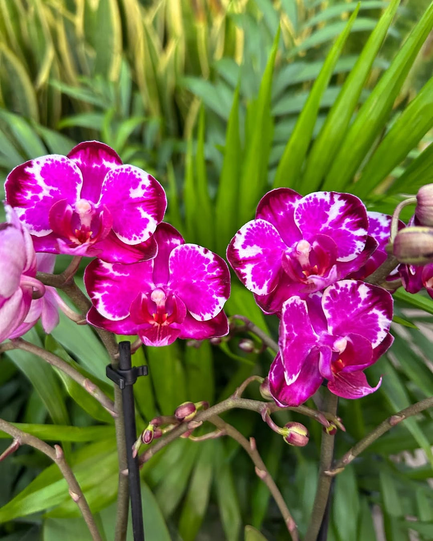 Phalaenopsis Ming Yuan Rainbow