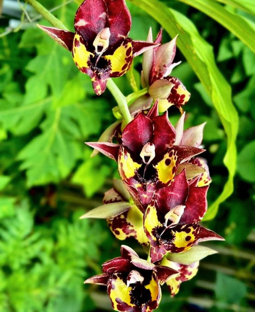 Catasetum Kidney Bean Jamie's 'Golden Eyes'