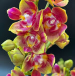 Carica l&#39;immagine nel visualizzatore Galleria, Phalaenopsis Biondora - Peloric 3 lips
