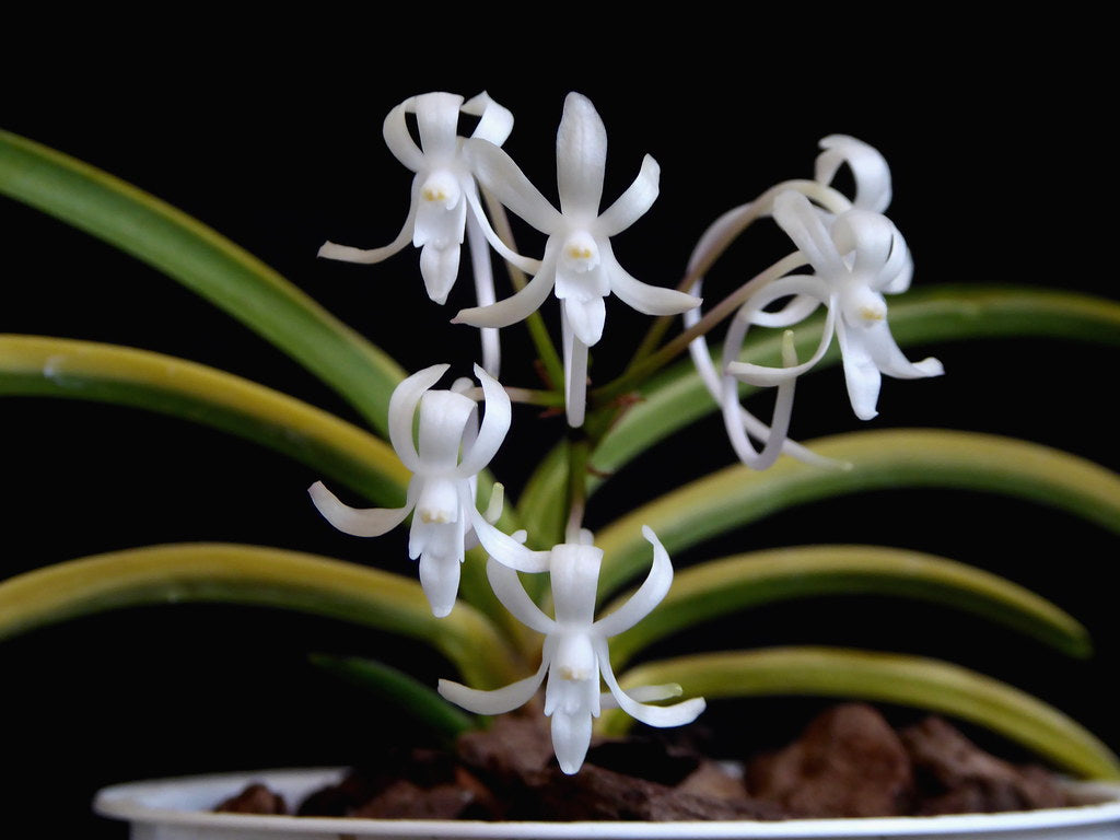 Neofinetia falcata ‘Kinkōnishiki’ 金広錦