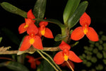 Load image into Gallery viewer, Maxillaria sophronitis