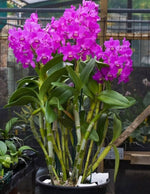Load image into Gallery viewer, Cattlianthe Taiwan Sunset "Yuan Dung"
