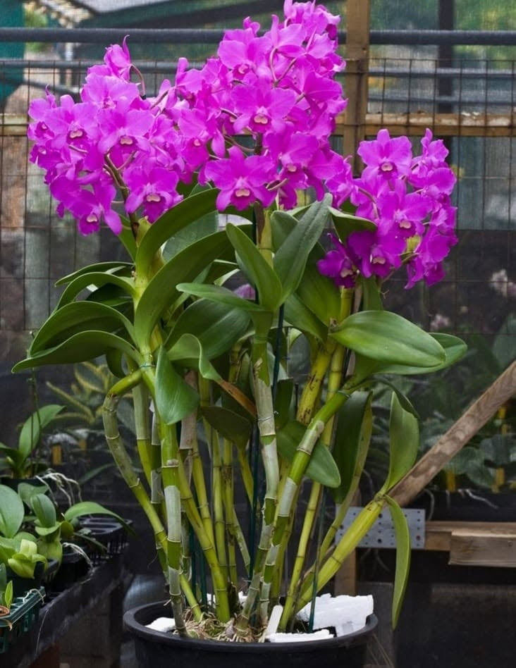 Cattlianthe Taiwan Sunset "Yuan Dung"