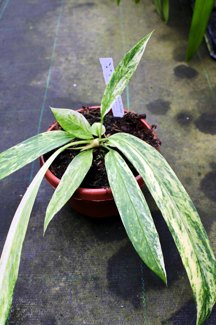 Anthurium vittariifolium Variegata