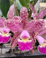 Carica l'immagine nel visualizzatore Galleria, Cattleya schilleriana x Cattleya Cruzeiro do Sul - Brazil Import