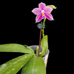 Carica l'immagine nel visualizzatore Galleria, Phalaenopsis Lyndon Mix Zebra '824'