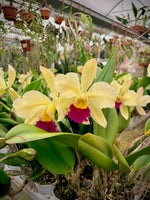Carica l'immagine nel visualizzatore Galleria, Brassolaeliocattleya Pratum Green 'Boonserm' HCC/AOS