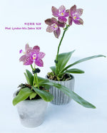 Carica l'immagine nel visualizzatore Galleria, Phalaenopsis Lyndon Mix Zebra '828'