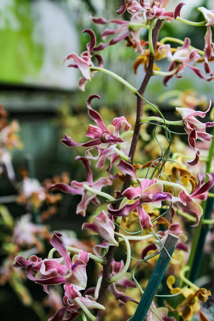 Dendrobium Spatulata Hybrid