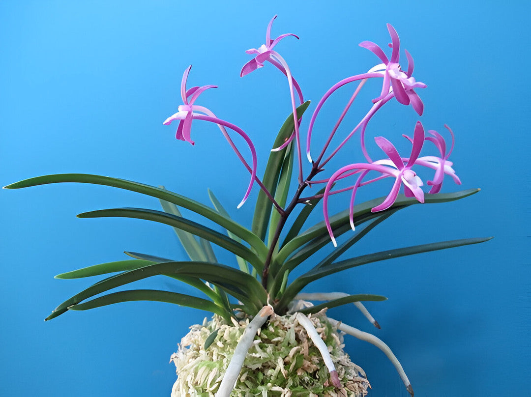 Neofinetia falcata 'Choko' 超紅