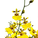Carica l'immagine nel visualizzatore Galleria, Oncidium Golden Shower