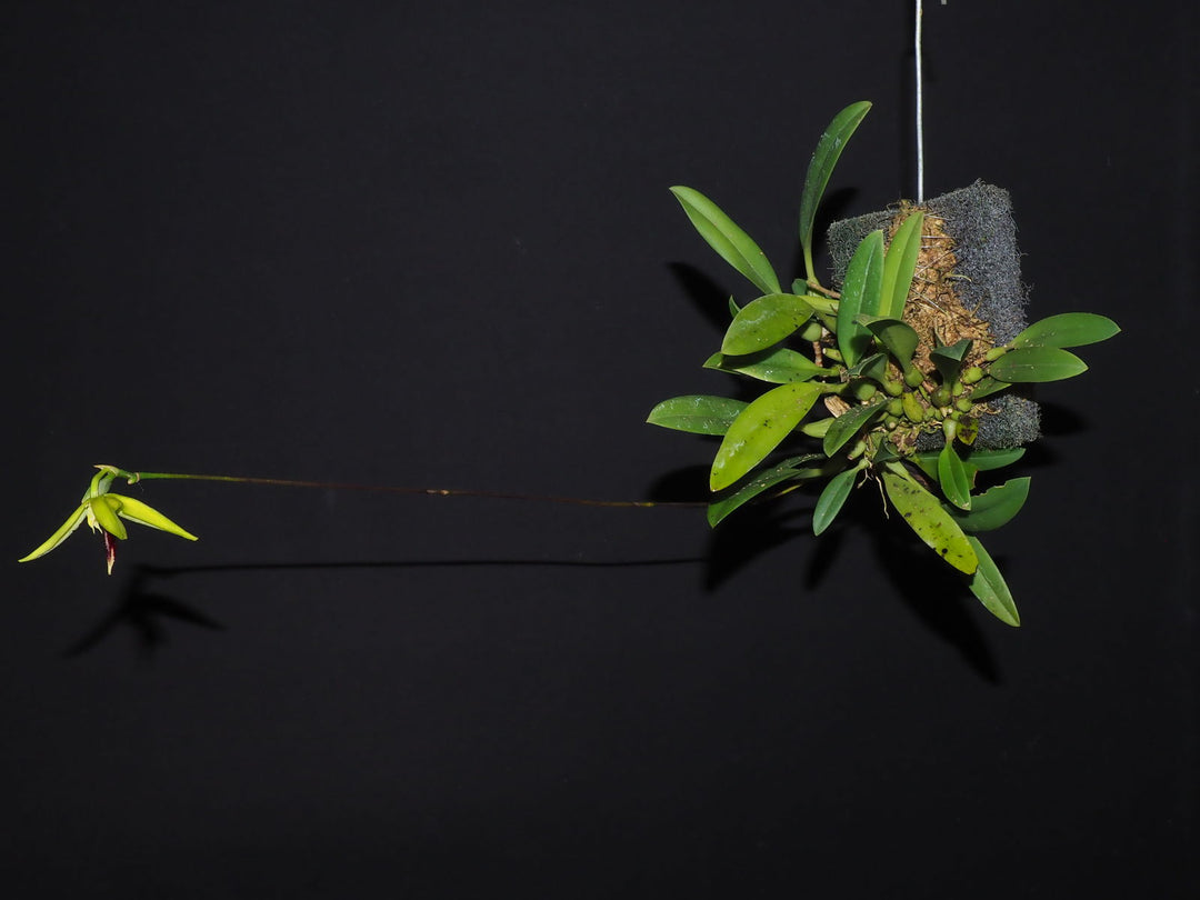 Bulbophyllum longiscapum