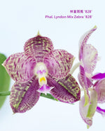 Carica l'immagine nel visualizzatore Galleria, Phalaenopsis Lyndon Mix Zebra '828'