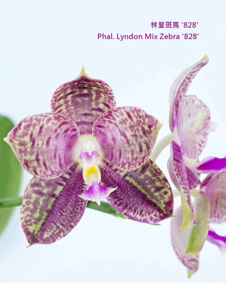 Phalaenopsis Lyndon Mix Zebra '828'
