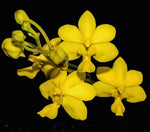 Load image into Gallery viewer, Vanda insignis