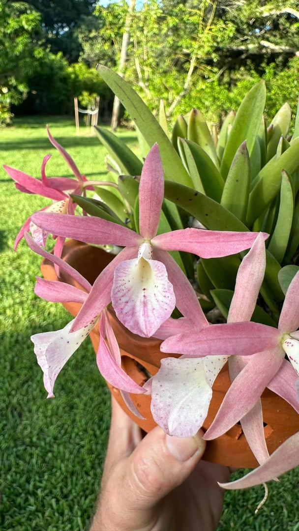Brassocattleya Clear Stars (Brassavola nodosa × Cattleya Hsinying Pub)